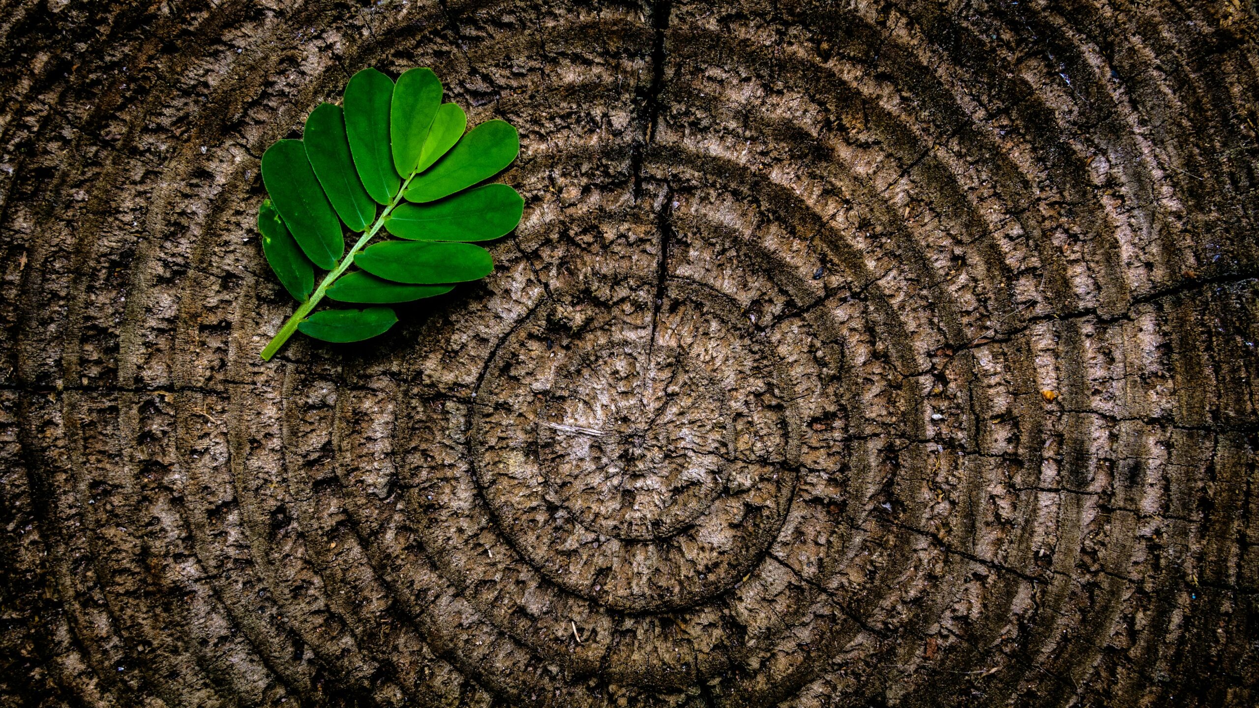 Close-up of a green leaf on tree rings texture, showcasing patterns and contrast.